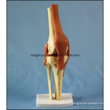 Human Anatomical Knee Joint Model with Ligaments with Ce/TUV Certificate